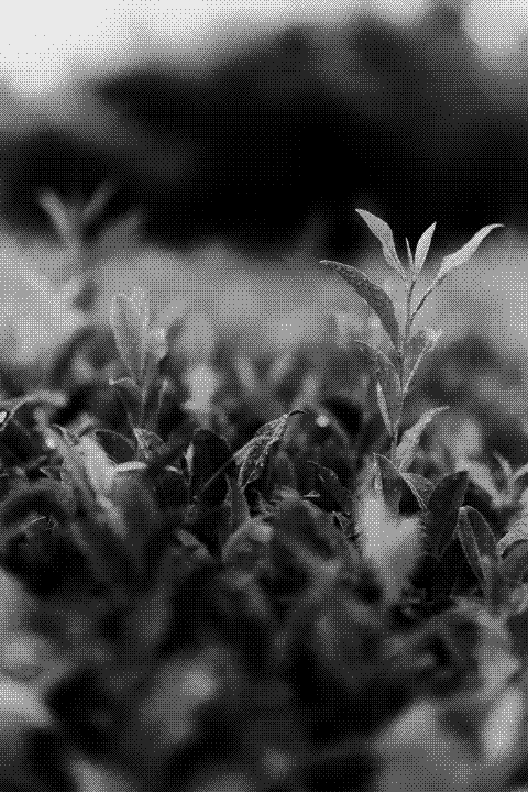 Close-up of young green tea shoots